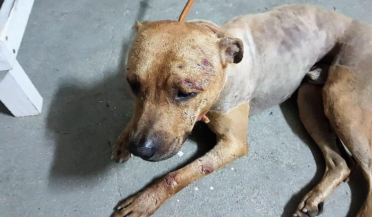 37 são presos em rinha de cachorros que eram assados após de mortos, informa a Polícia