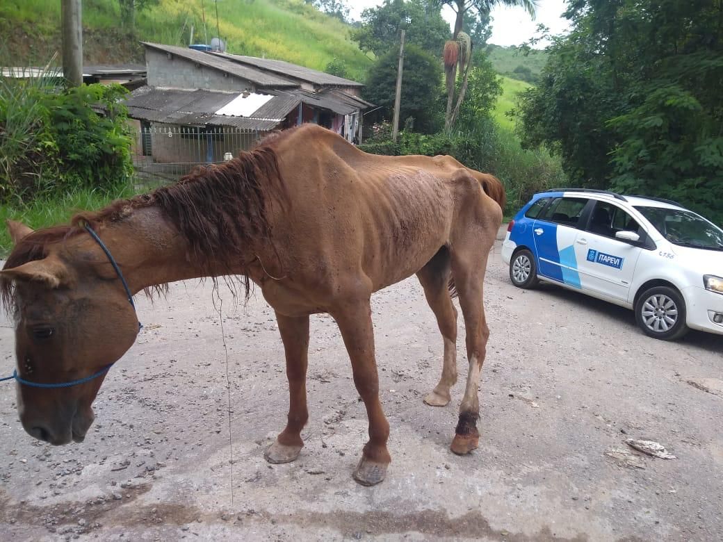 Cavalo abandonado é resgatado por agentes da Prefeitura de Itapevi