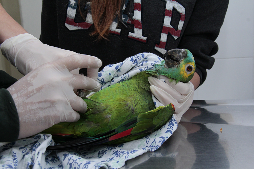 Mais de 50 % de animais silvestres são de apreensão