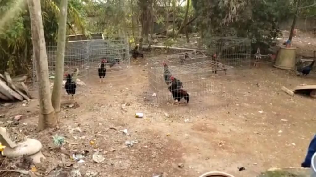 Em mega operação,PM prende 20 pessoas em rinha de galos em Cotia