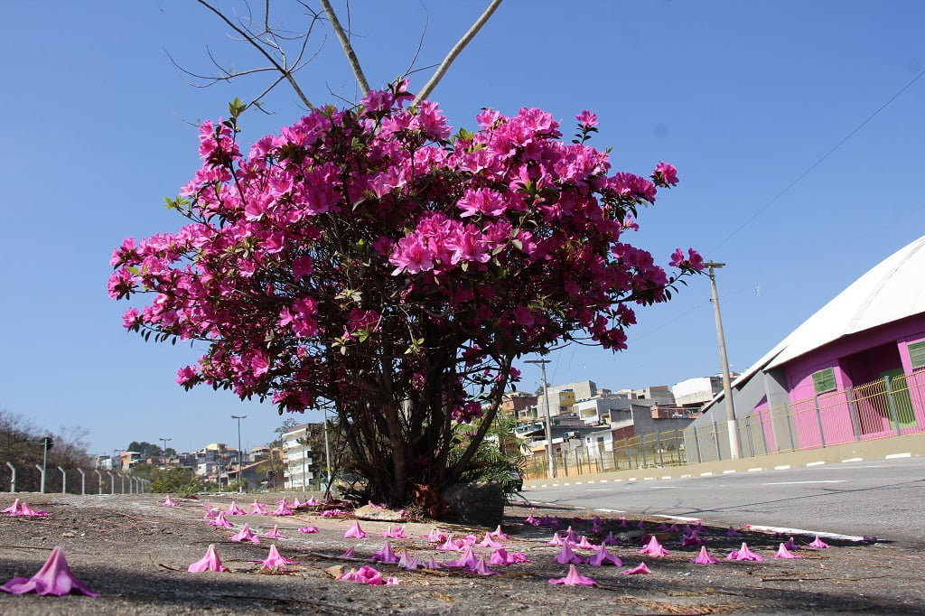 Chuvas de agosto anteciparam florada