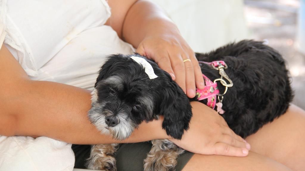 Com 600 vagas disponíveis, agendamento para castração gratuita de pets é reaberto em Barueri