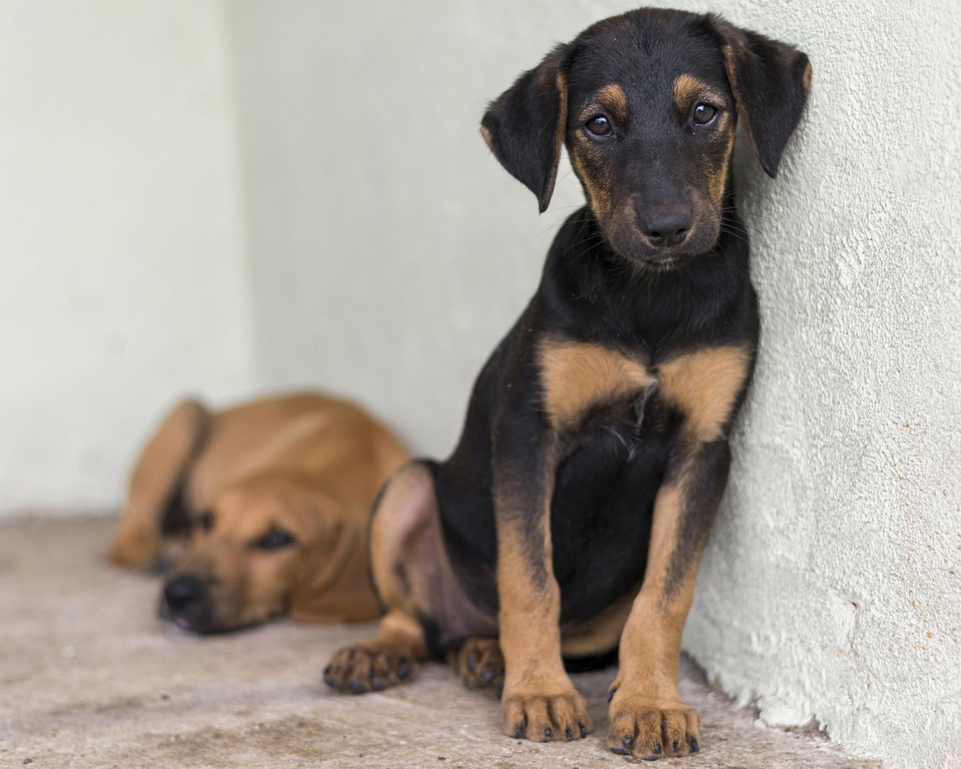 Itapevi: Pets podem ser adotados por meio de site da prefeitura