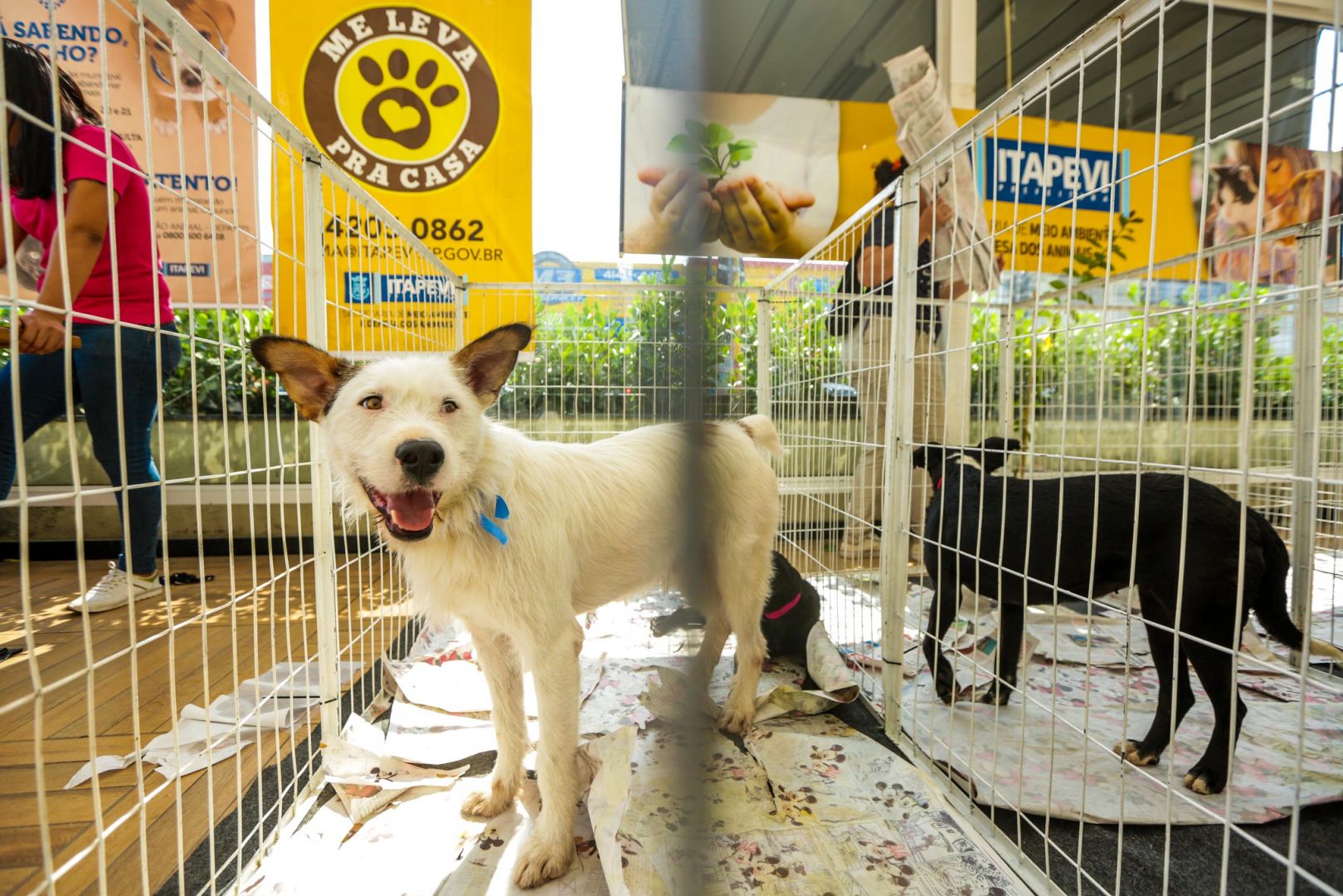 Itapevi: Feira de adoção de animais de estimação acontece nesta sexta-feira (5)