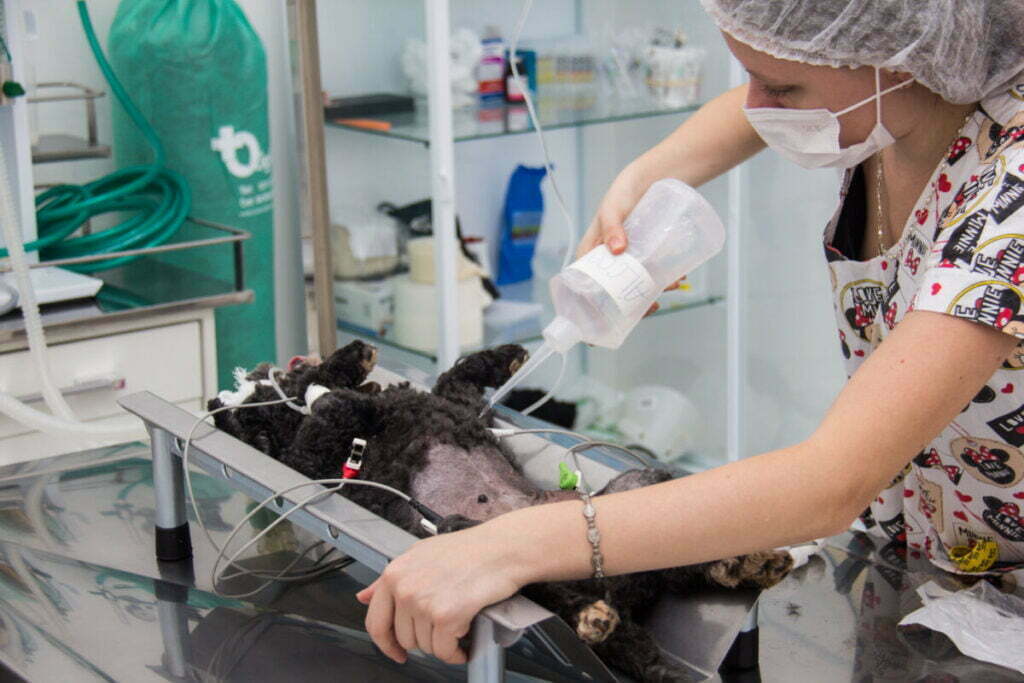 Prefeituras de Osasco, Cotia, Itapevi e região estudam ampliação de atendimento para pets