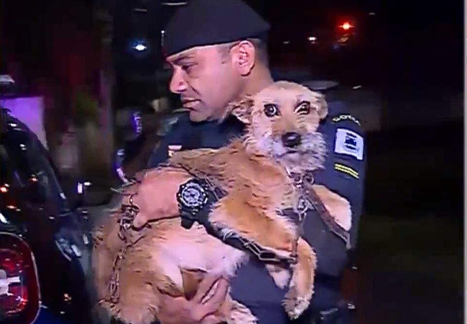 Cotia: GCM resgata cães que sofriam maus-tratos no distrito de Caucaia do Alto