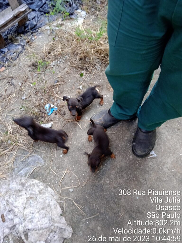 Polícia Civil de Osasco resgata seis cães abandonados, vítimas de maus-tratos