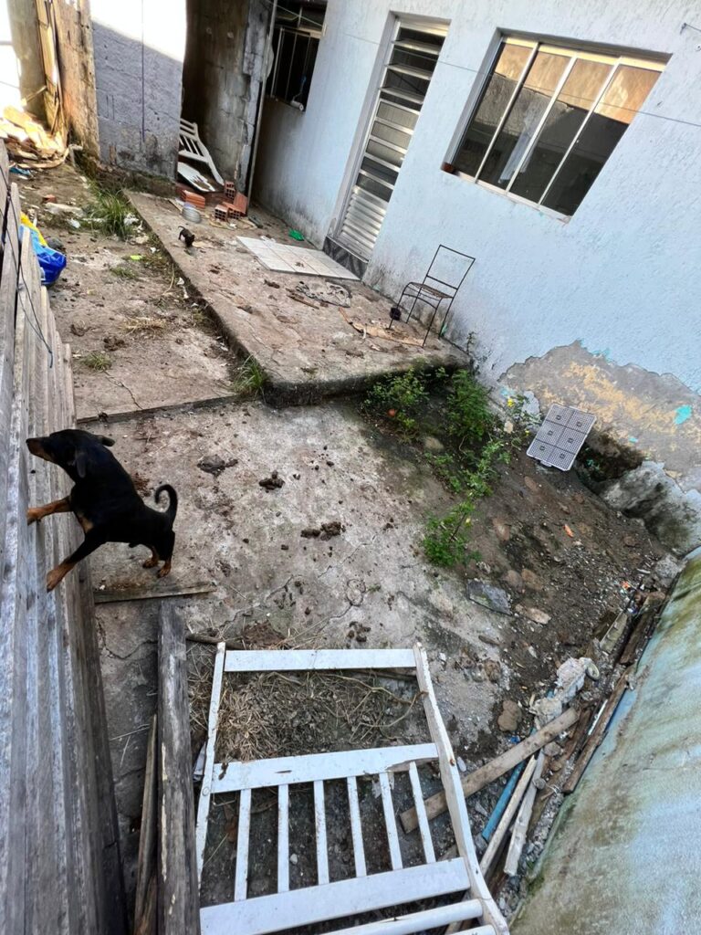 Polícia Civil de Osasco resgata seis cães abandonados, vítimas de maus-tratos