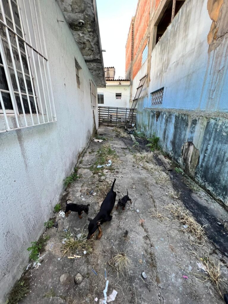 Polícia Civil de Osasco resgata seis cães abandonados, vítimas de maus-tratos
