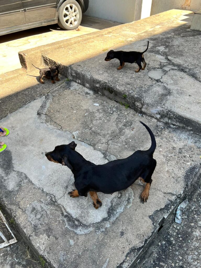 Polícia Civil de Osasco resgata seis cães abandonados, vítimas de maus-tratos
