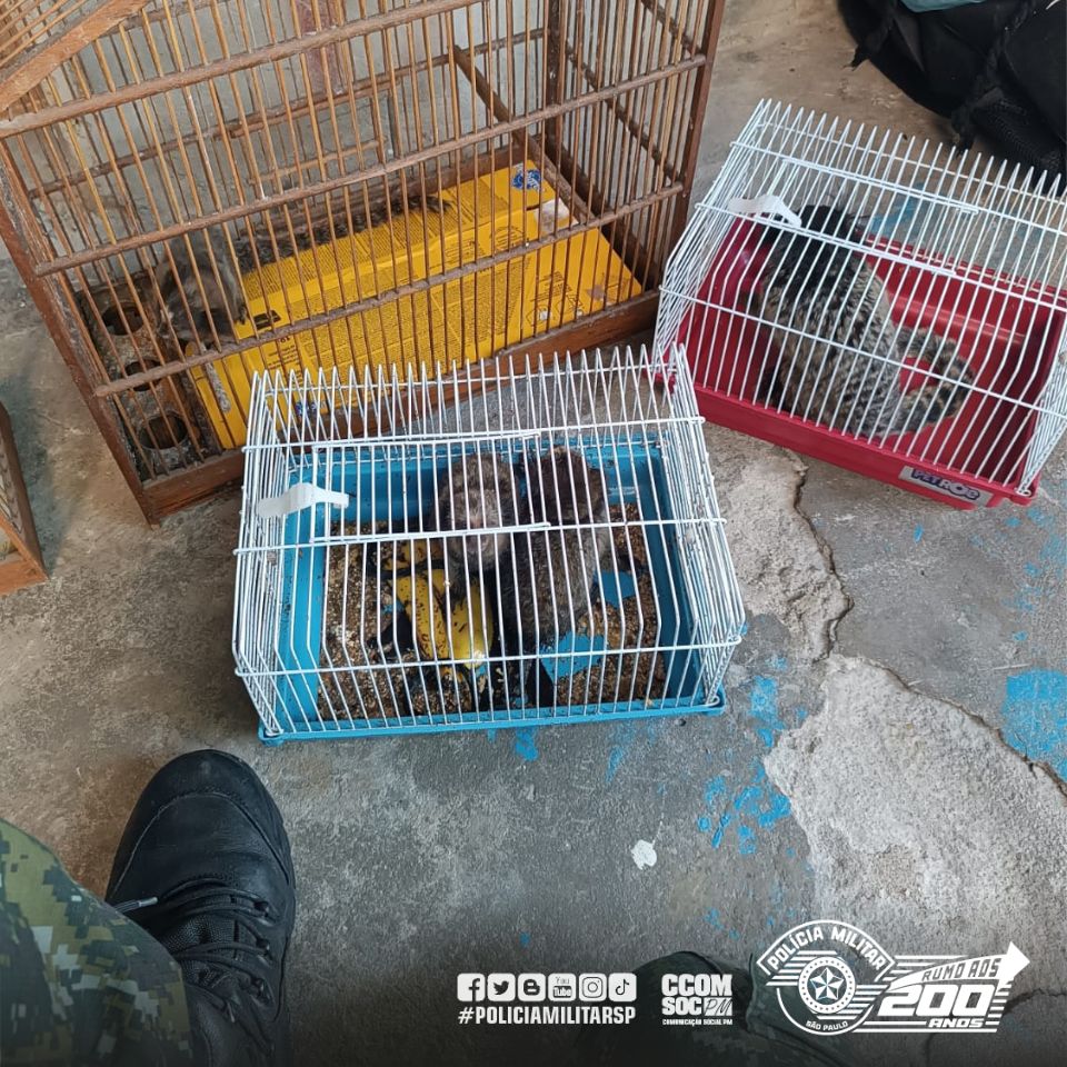 Em Carapicuíba, Polícia Militar Ambiental resgata 14 animais vítimas de maus-tratos