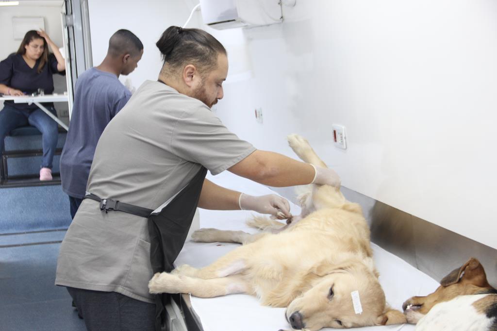 Barueri anuncia 250 vagas para castração gratuita de pets