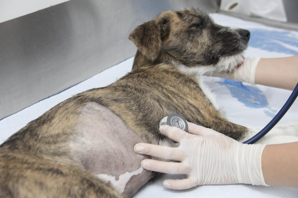 Barueri anuncia 250 vagas para castração gratuita de pets