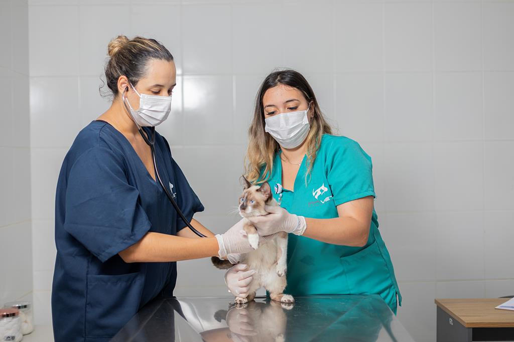 Barueri anuncia 250 vagas para castração gratuita de pets