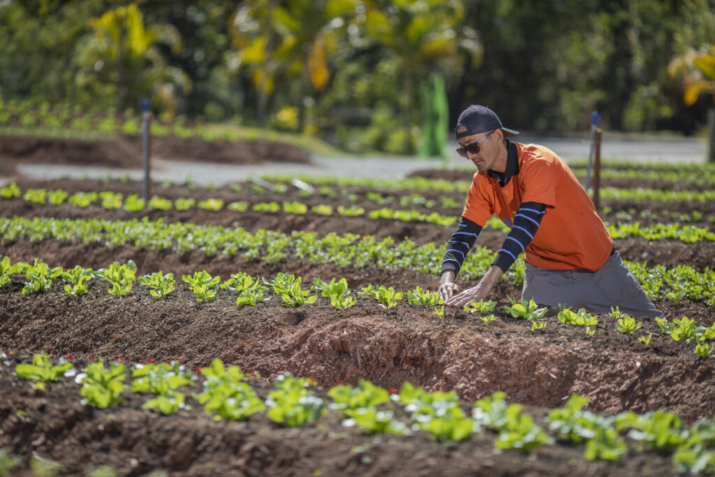 Hortas comunitárias surgem em canteiros de obras e espaços públicos de Barueri e Santana de Parnaíba