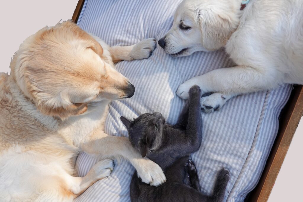 Governador quer regulamentar comércio de cães e gatos 
