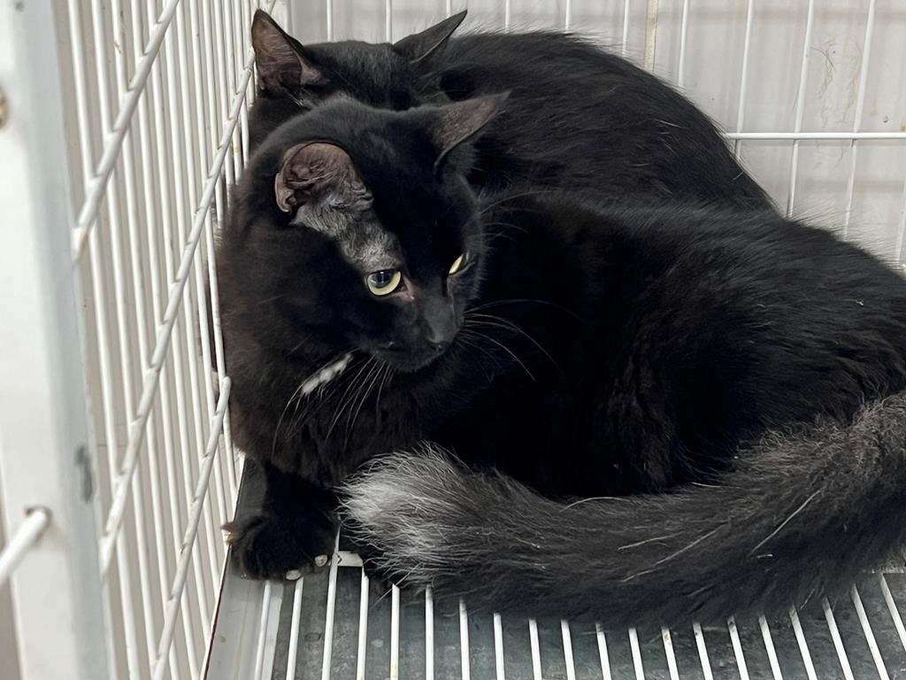 Barueri terá feira para adoção de animais de estimação