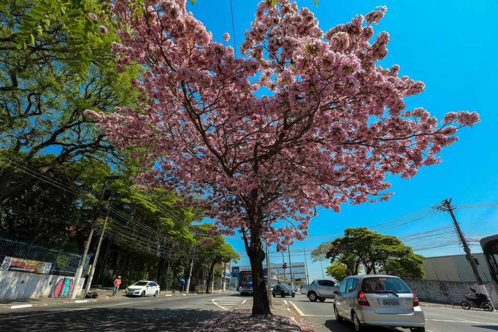 CALOR: Osasco pode atingir 37ºC e umidade do ar 24%