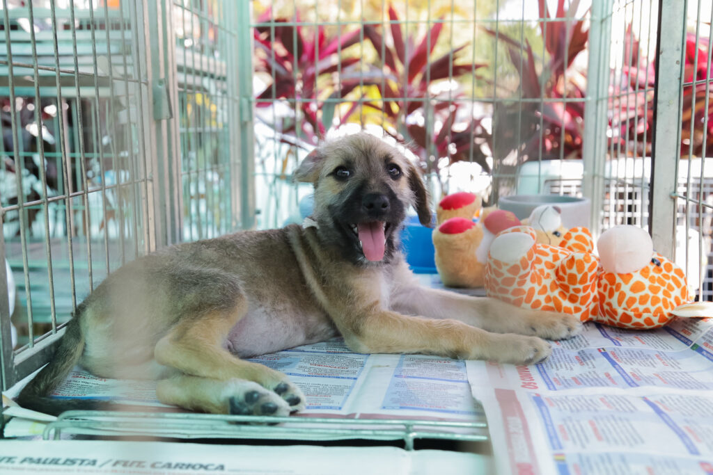 Bem-estar animal: Osasco terá Pet Day no sábado (30)