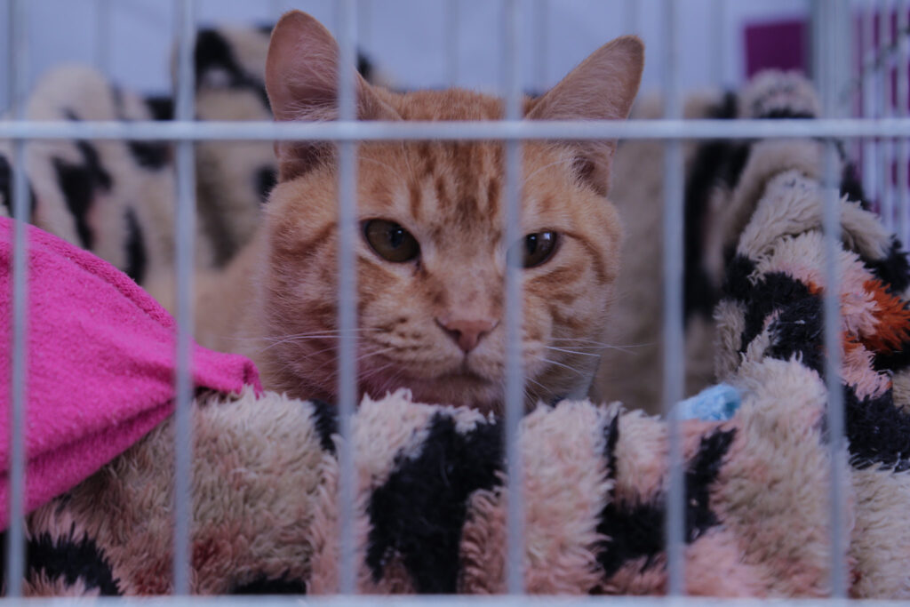 Bem-estar animal: Osasco terá Pet Day no sábado (30)