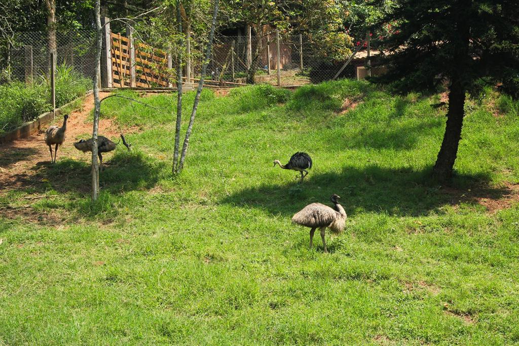 Barueri: 66 aves são devolvidas à natureza
