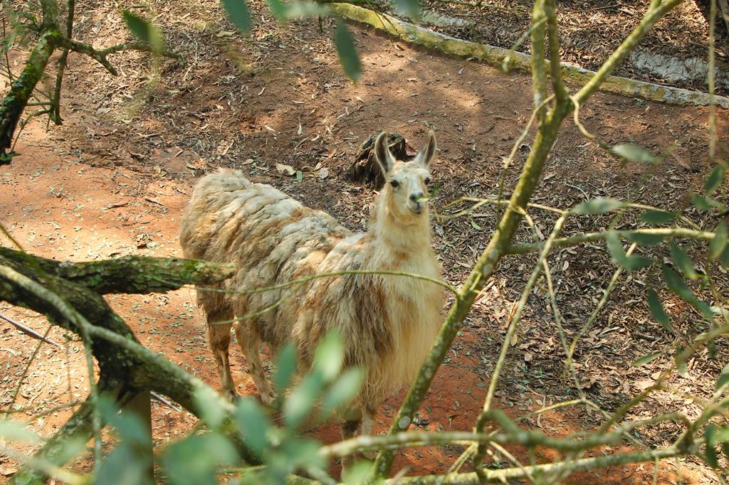 Barueri: 66 aves são devolvidas à natureza