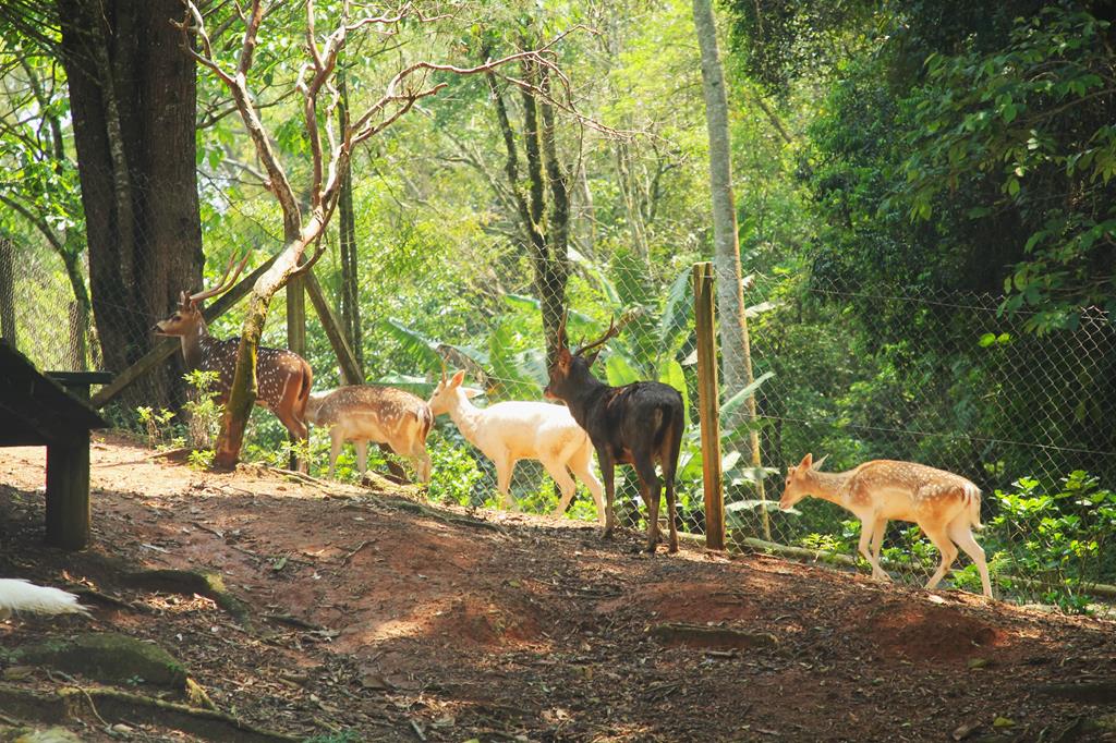 Barueri: 66 aves são devolvidas à natureza