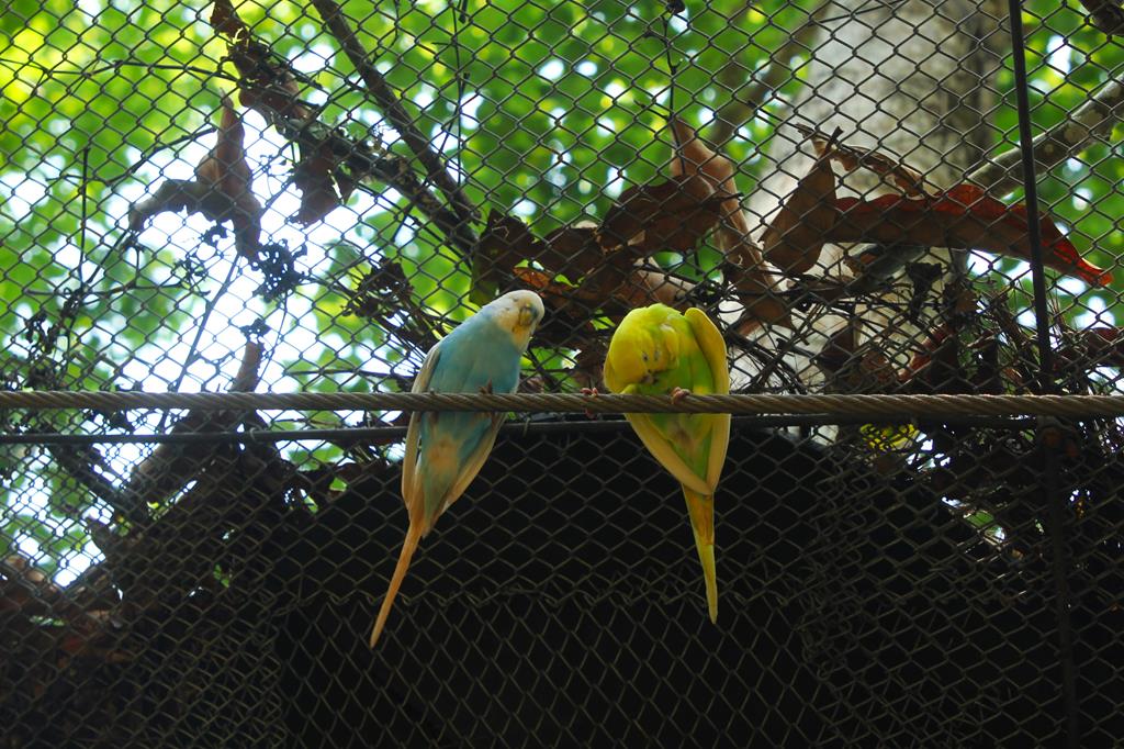 Barueri: 66 aves são devolvidas à natureza