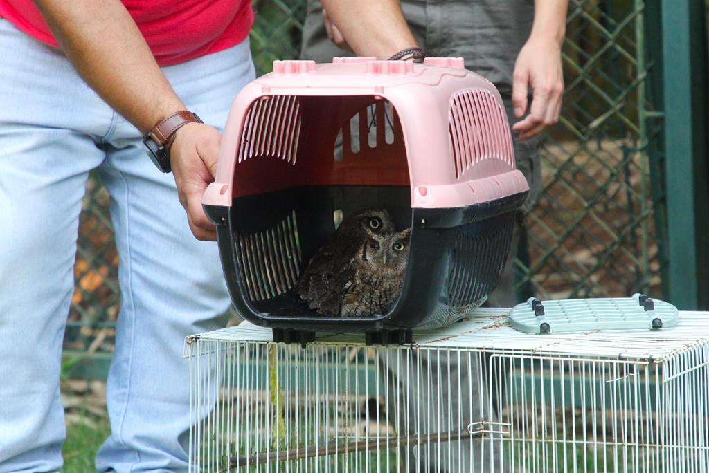 Barueri: 66 aves são devolvidas à natureza