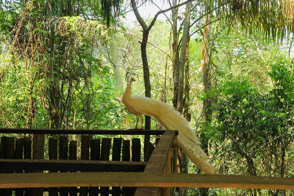 Barueri: 66 aves são devolvidas à natureza