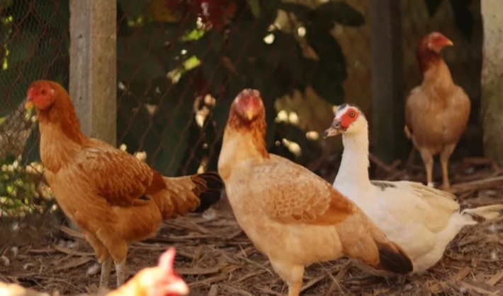 Santuário de animais em Cotia realiza visita guiada no domingo (29)