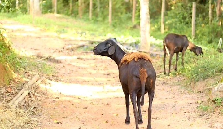 Santuário de animais em Cotia realiza visita guiada no domingo (29)