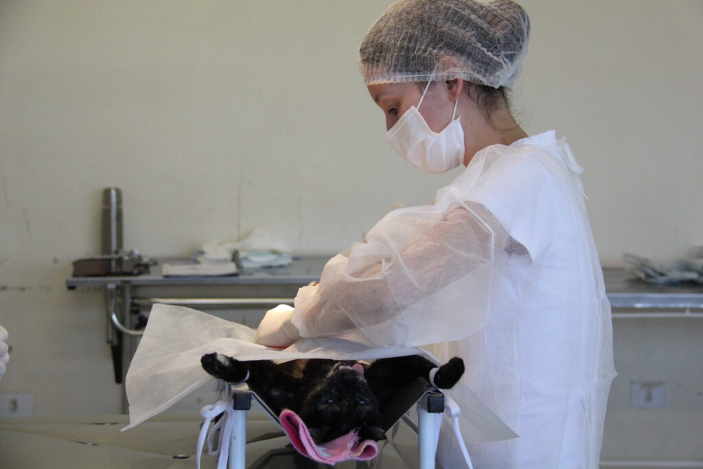 Barueri abre 250 vagas para castração de cães e gatos