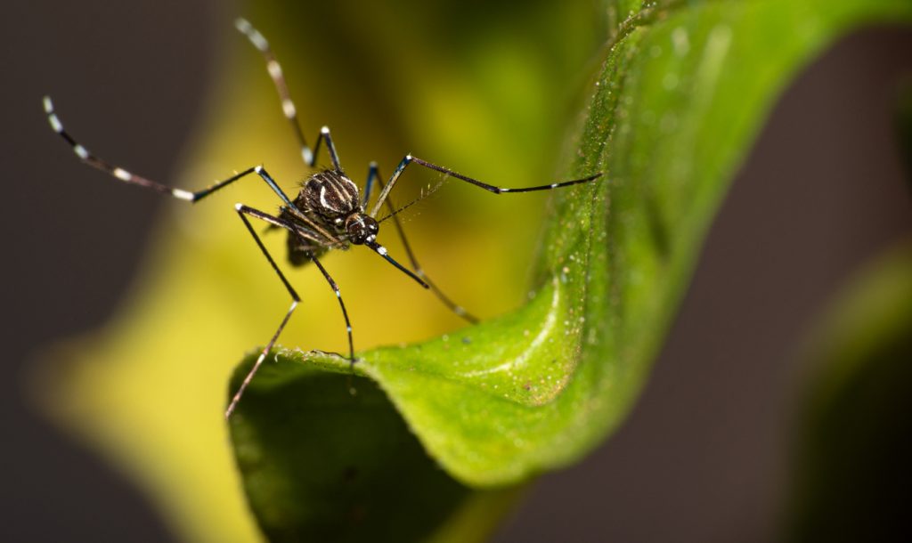 Dengue: Painel de Monitoramento recebe atualização diária das cidades