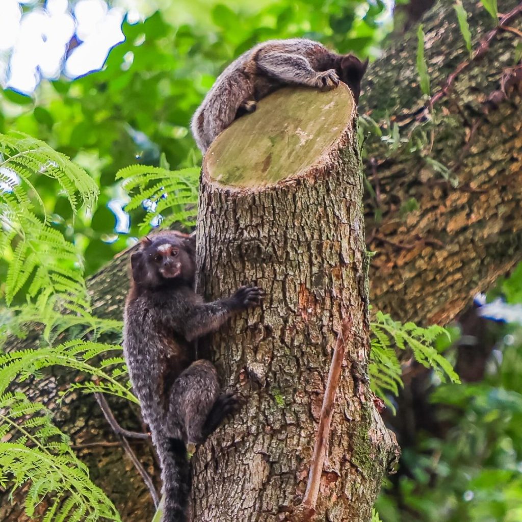 Lazer em Osasco: parque reúne carpas e família de macacos