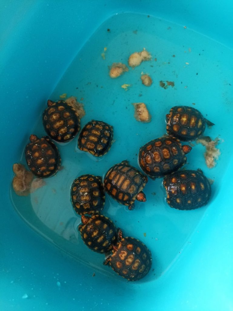 Mais de 500 animais silvestres são resgatados pela Polícia em Itapevi