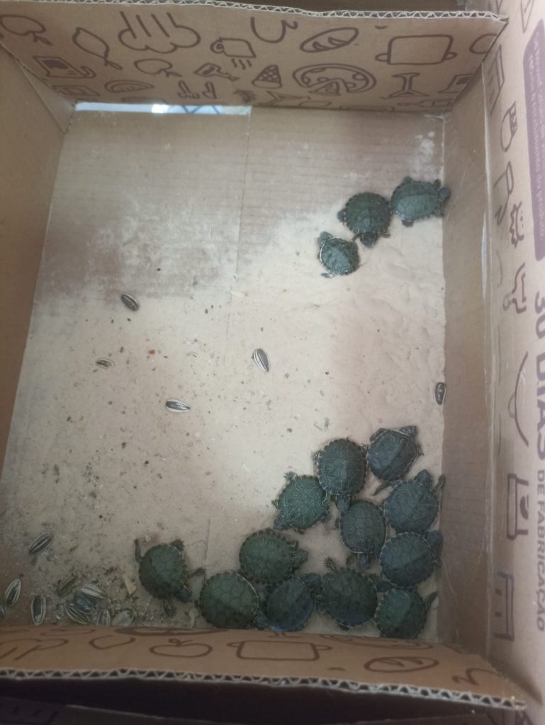 Mais de 500 animais silvestres são resgatados pela Polícia em Itapevi