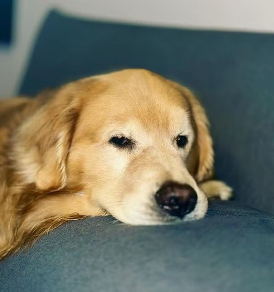 Ministério dos Aeroportos e Anac vão investigar morte do cão Joca
