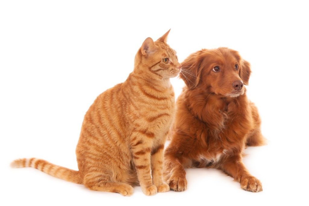 castração de pets barueri 