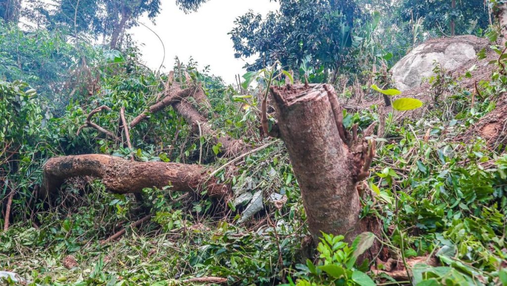 Itapevi: idosos são flagrados desmatando terreno invadido