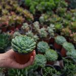 dia das mães suculentas ceagesp