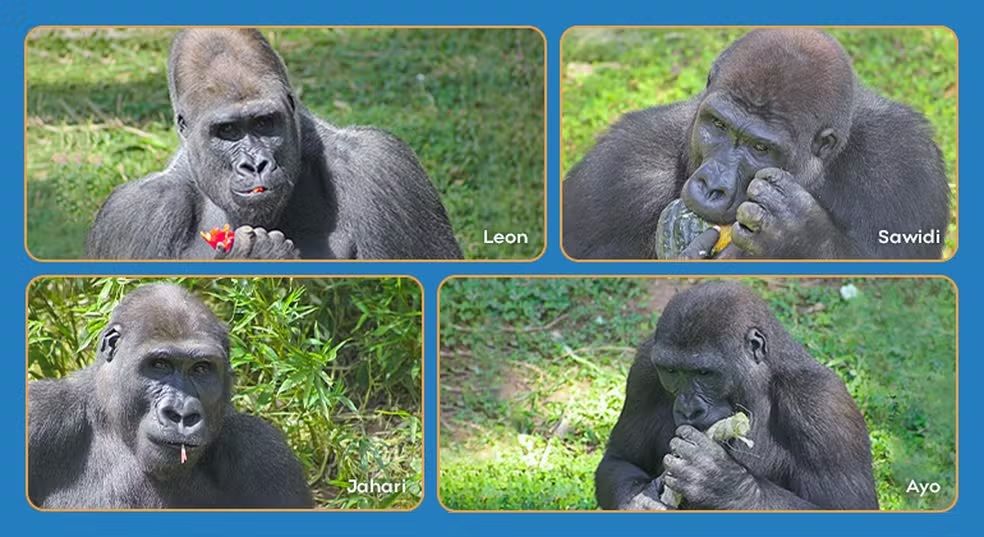 gorilas animalia park 
