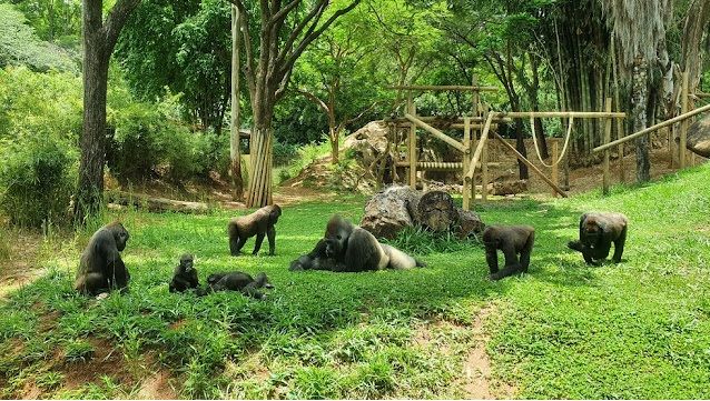 gorilas animalia park 