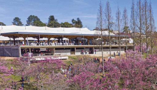 São Roque: festival das cerejeiras começa no dia 06/07