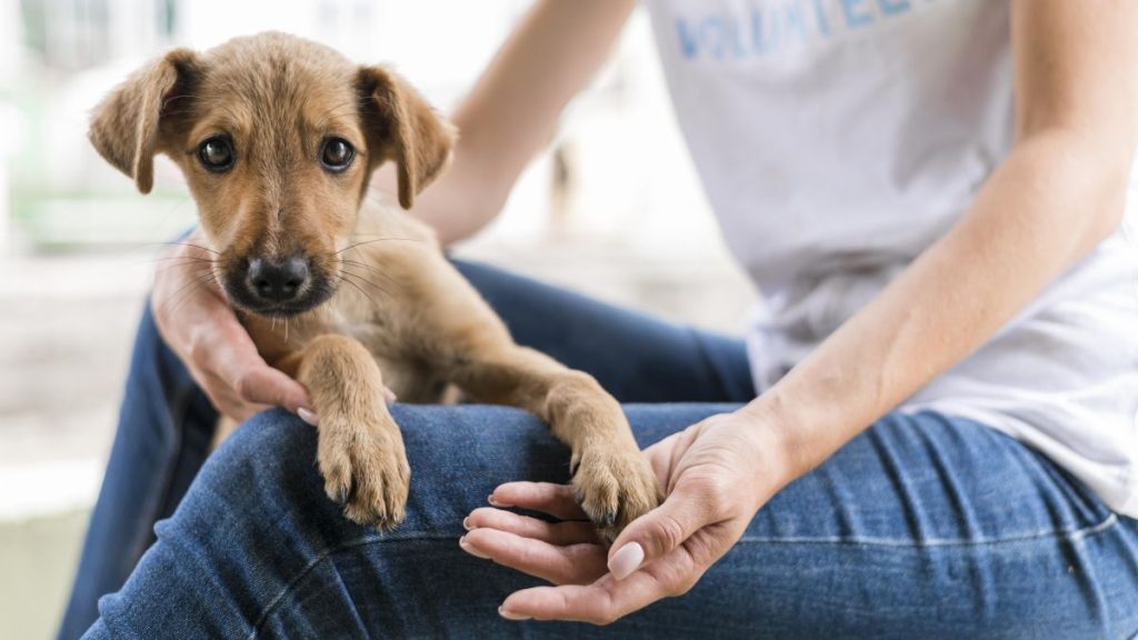 Parque Shopping Barueri terá feira de adoção de Pets