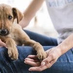 Parque Shopping Barueri terá feira de adoção de Pets