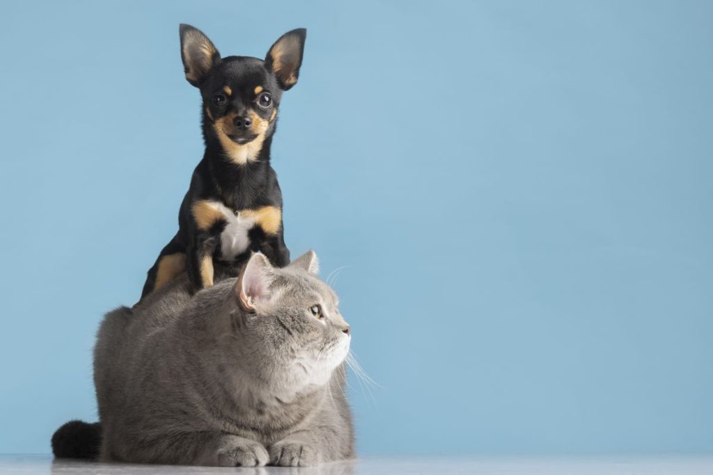Parque Shopping Barueri terá feira de adoção de Pets
