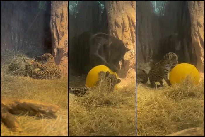 Cotia: filhote de onça-pintada nasce no Animália Park 