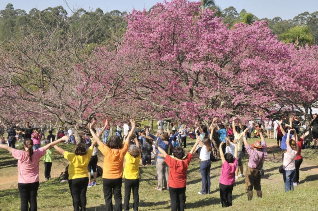 Festival das cerejeiras de São Roque termina no domingo (14)