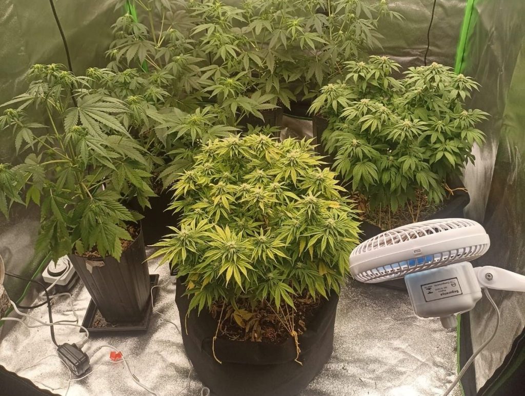 Cotia: Polícia Civil flagra duas estufas usadas para plantio de maconha